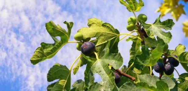 Le figuier, l'un des premiers arbres cultivés