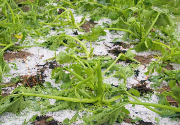 Courgette et feuillage endommagés par une averse de grêle