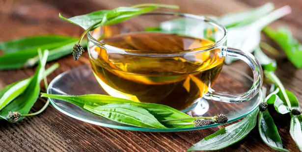 Infusion préparée avec des feuilles de plantain lancéolé