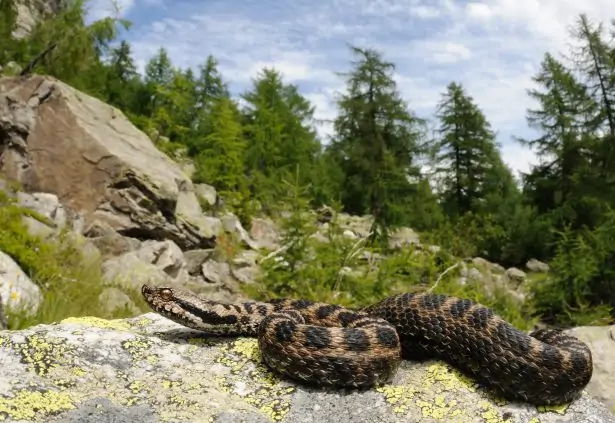 Vipère dans son environnement naturel