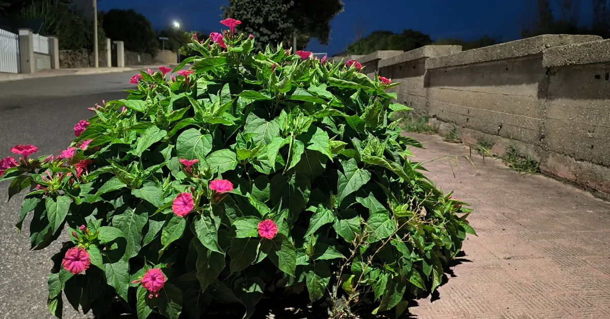 Mirabilis jalapa