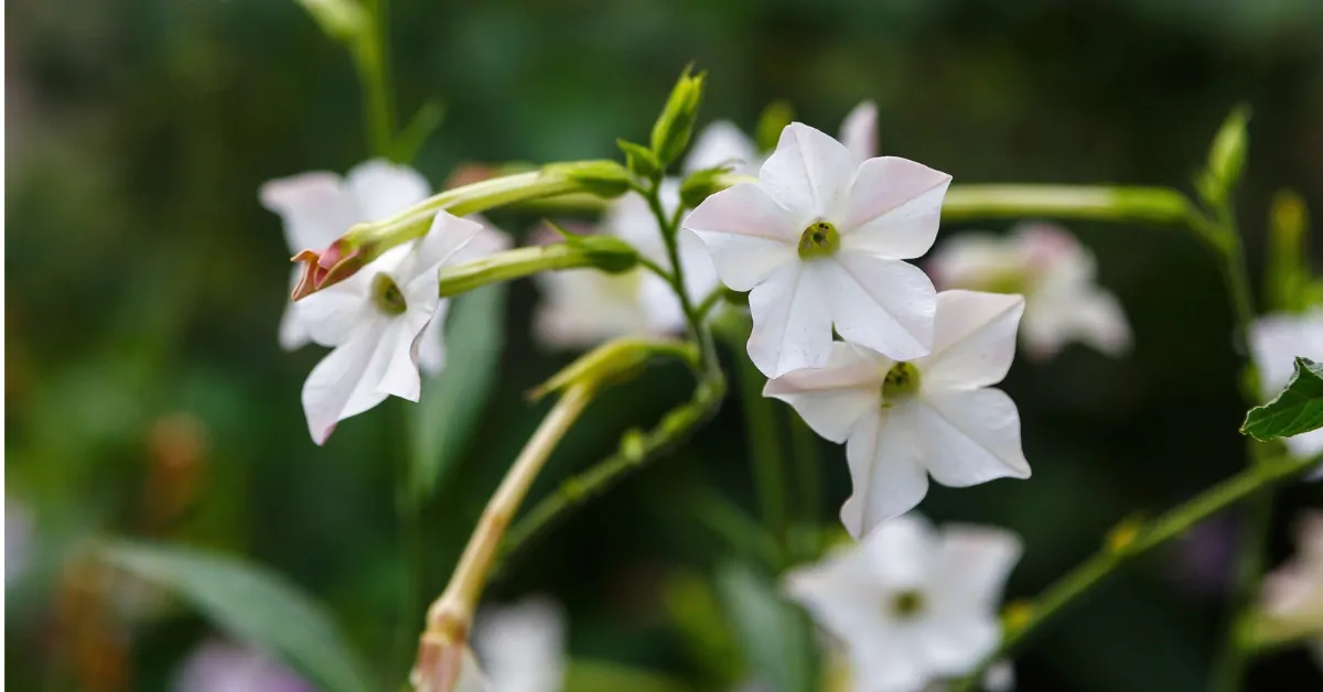 Nicotiana alata