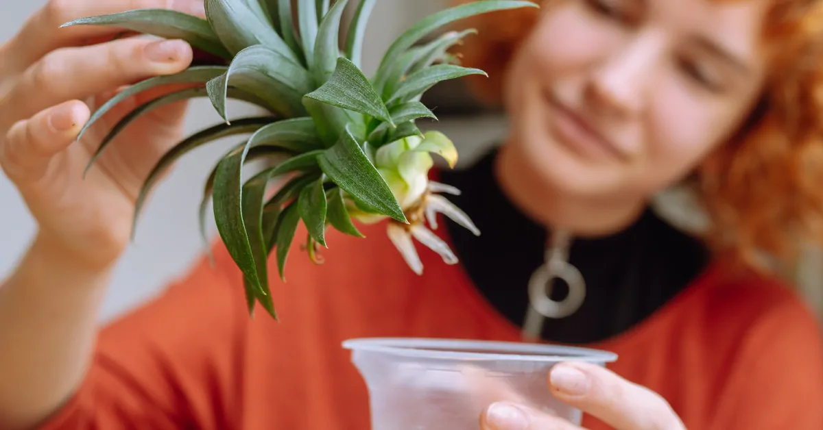bouture d'ananas