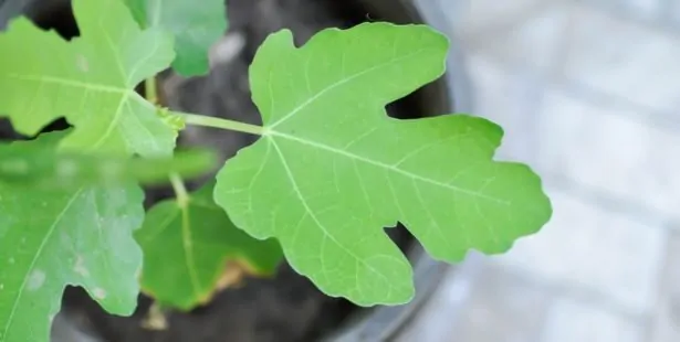 Healthy branch selected to make a fig cutting