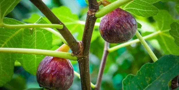 Young fig trees grown in a bright pot