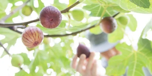 Fig cutting planted in a pot to encourage rooting