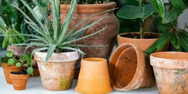 Des plantes à rempoter