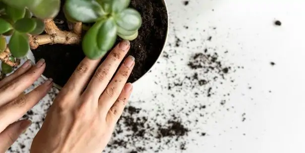 Comment rempoter une plante ?