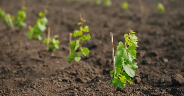 Young grapevine plants before planting