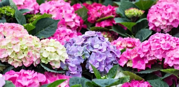 Le bouturage des arbustes