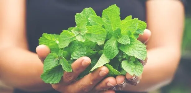 Récolter des plantes pour les tisanes
