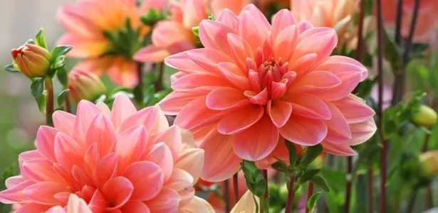 Couper des fleurs pour les faire sécher