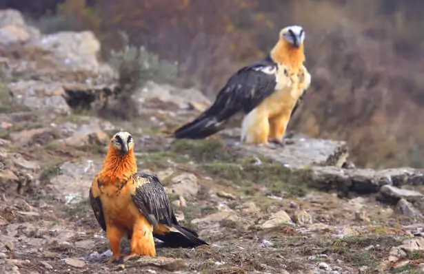 Couple de gypaètes barbus posé dans son habitat montagneux
