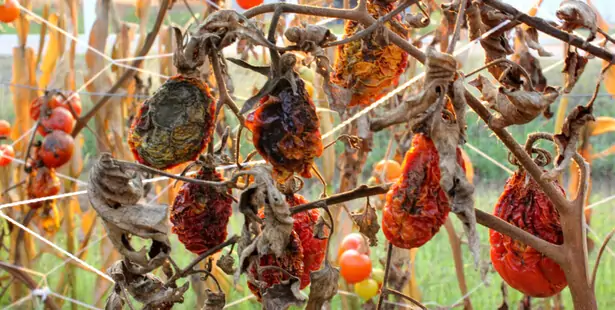 Fruits et légumes abîmés ramassés dans un potager