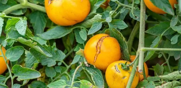 Comment éviter l'éclatement des tomates ?