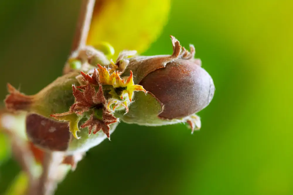 Récolter et stocker des noisettes fraîches