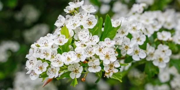 L'Aubépine (Crataegus)