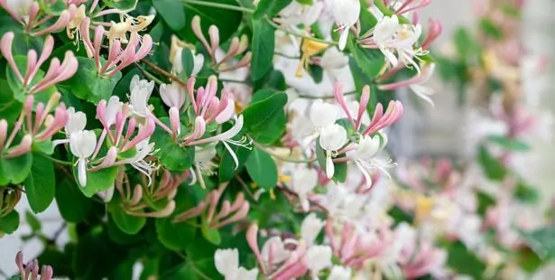Le Chèvrefeuille (Lonicera)