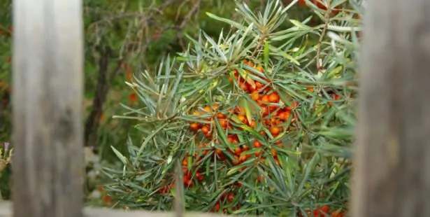 L'Argousier (Hippophae rhamnoides)