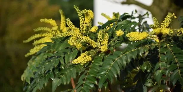 Le Mahonia