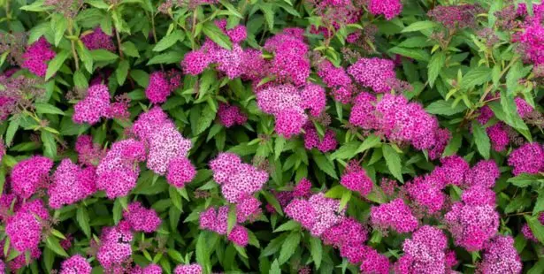 La Spirée (Spiraea)