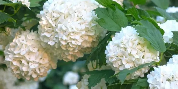 Le Viburnum (Viburnum)