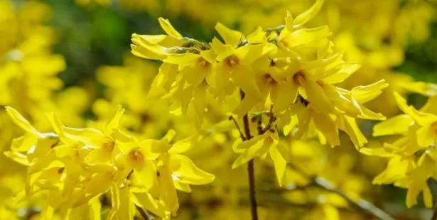 Le Forsythia
