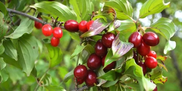 Le Cornouiller (Cornus)