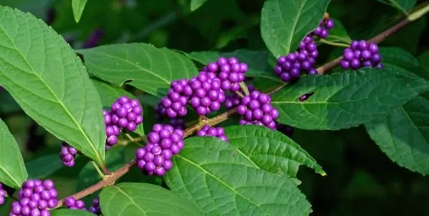 Le Callicarpa (Callicarpa bodinieri)
