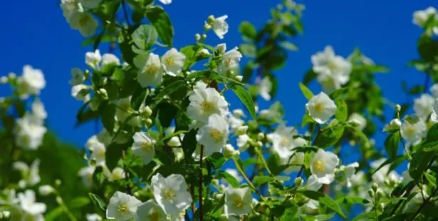 Le Seringat (Philadelphus)