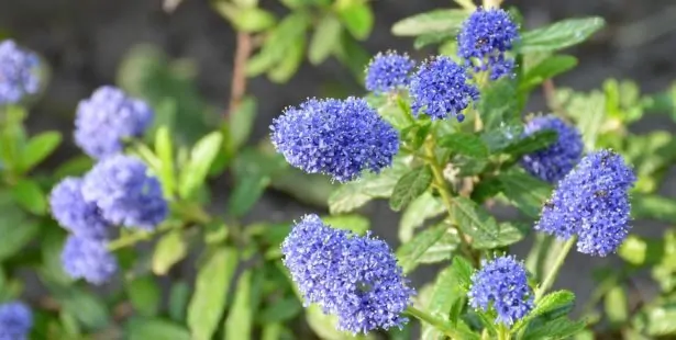 Le Céanothe (Ceanothus)