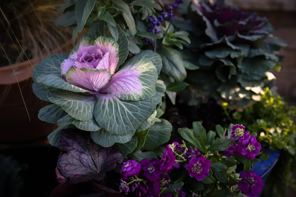 Ornamental kale in a pot