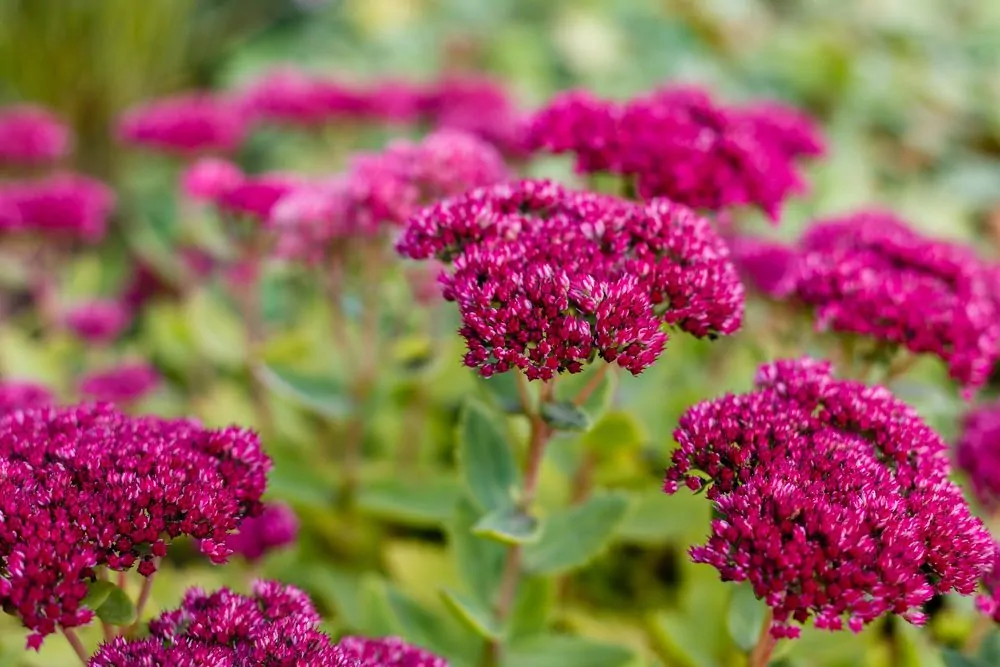 Sedum in a pot