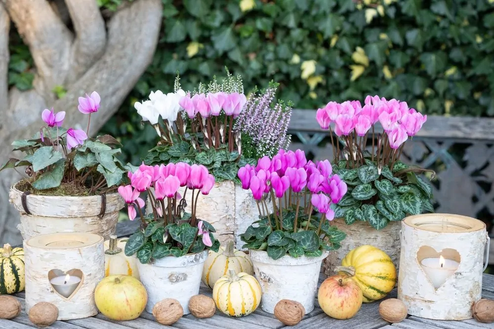 Cyclamen in pots