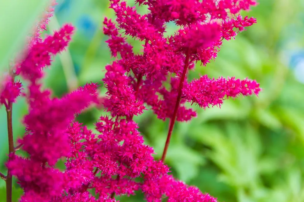 Astilbe