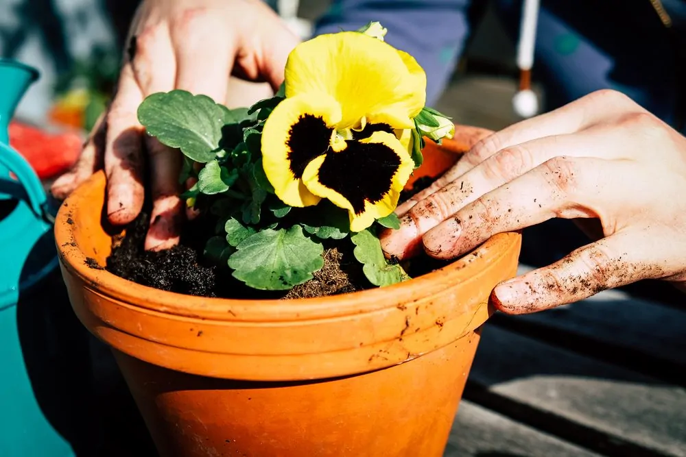 Care of container plants