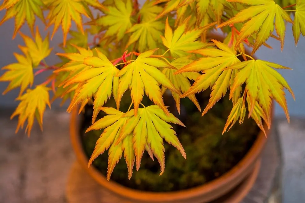 Japanese maples in pots