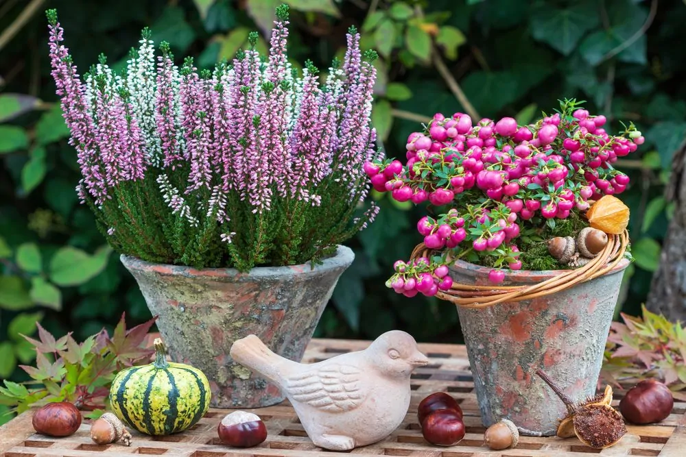 Fall container plants