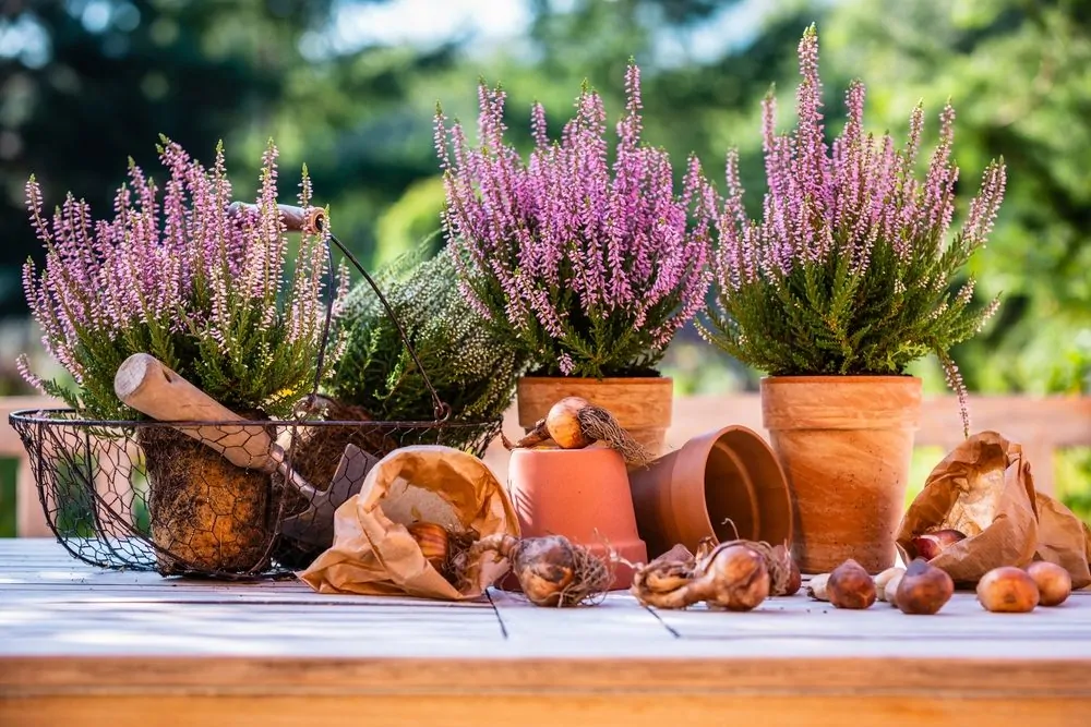 Heathers in pots