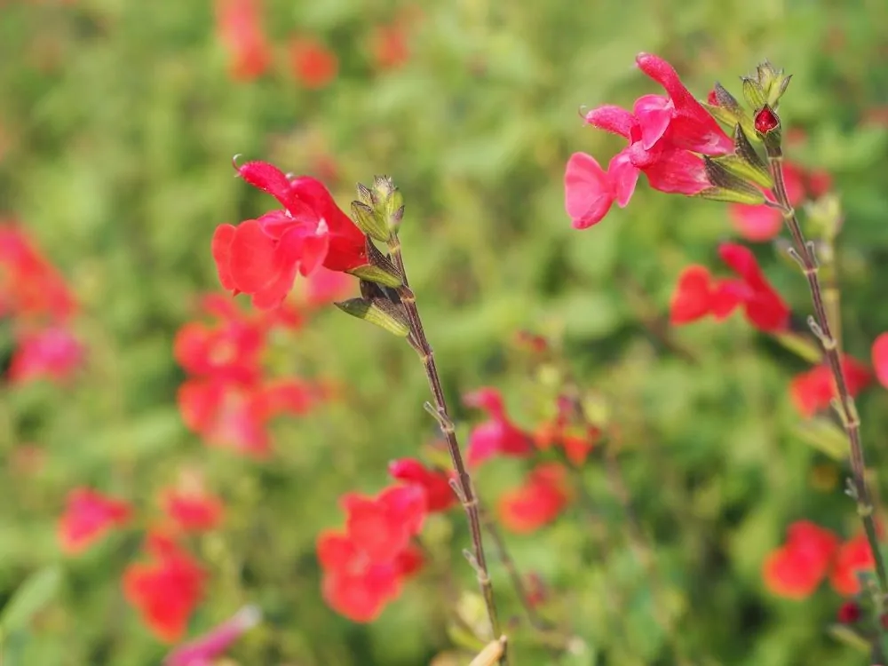 Autumn Sage