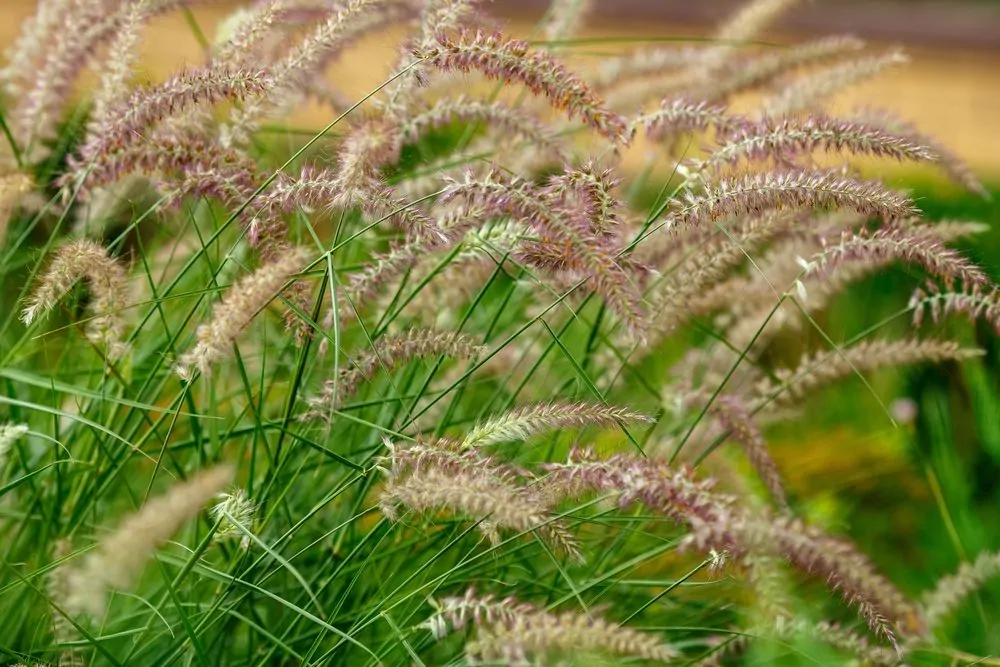 Ornamental grasses