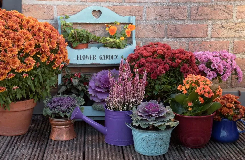 An autumn container garden