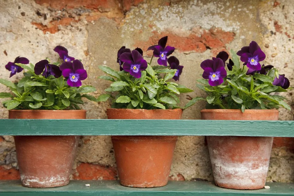 Pansies in pots