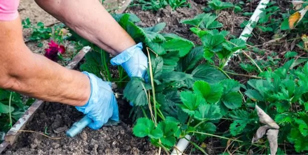 Comment pailler les fraisiers pour l'hiver ?
