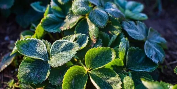 Comment entretenir les fraisiers en automne et les préparer pour l'hiver ?