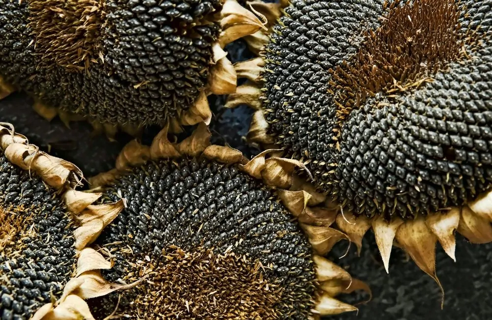 Des graines de tournesol