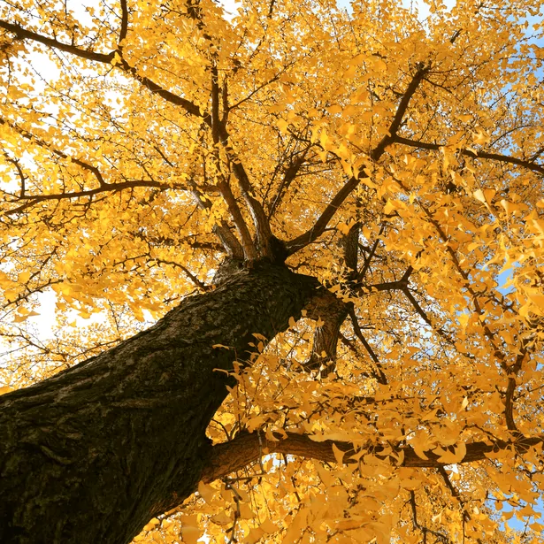 Ginkgo biloba au feuillage jaune d'or en automne