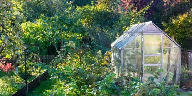 Que semer et bouturer sous serre en automne ?