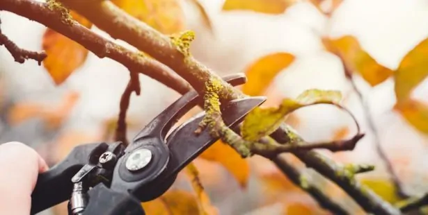 Lutter contre les ravageurs des fruitiers