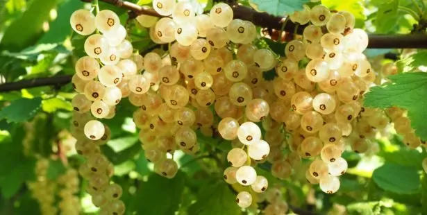 L'automne, saison idéale pour planter les groseilliers
